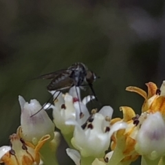 Geron sp. (genus) at Aranda, ACT - 14 Dec 2019 03:44 PM