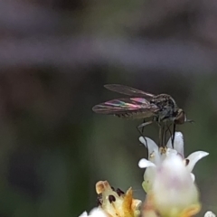 Geron sp. (genus) at Aranda, ACT - 14 Dec 2019 03:44 PM