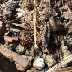 Melophorus rufoniger (Red and Black Furnace Ant) at Aranda, ACT - 14 Dec 2019 by Jubeyjubes