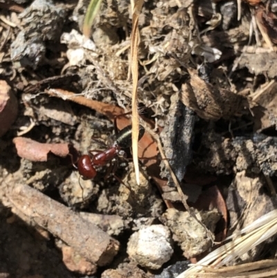 Melophorus rufoniger (Red and Black Furnace Ant) at Aranda, ACT - 14 Dec 2019 by Jubeyjubes