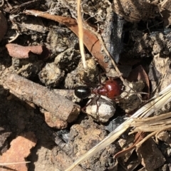 Melophorus rufoniger at Aranda, ACT - 14 Dec 2019