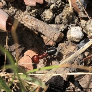 Melophorus rufoniger at Aranda, ACT - 14 Dec 2019