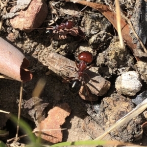 Melophorus rufoniger at Aranda, ACT - 14 Dec 2019