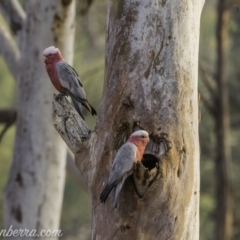 Eolophus roseicapilla (Galah) at Hughes, ACT - 7 Dec 2019 by BIrdsinCanberra