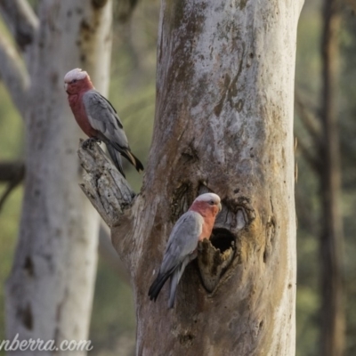 Eolophus roseicapilla (Galah) at Hughes, ACT - 7 Dec 2019 by BIrdsinCanberra