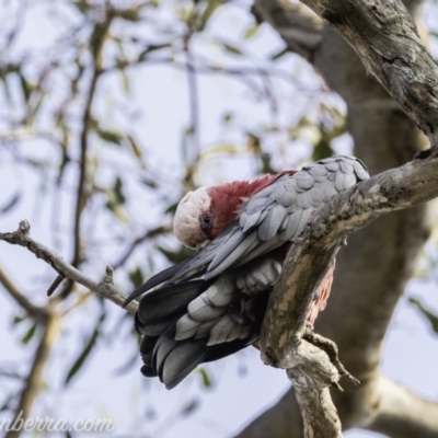 Eolophus roseicapilla (Galah) at Federal Golf Course - 7 Dec 2019 by BIrdsinCanberra