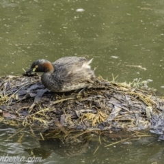 Tachybaptus novaehollandiae (Australasian Grebe) at Red Hill, ACT - 7 Dec 2019 by BIrdsinCanberra