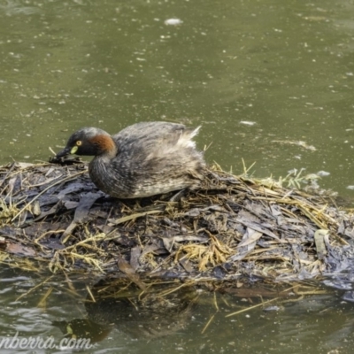 Tachybaptus novaehollandiae (Australasian Grebe) at Federal Golf Course - 7 Dec 2019 by BIrdsinCanberra