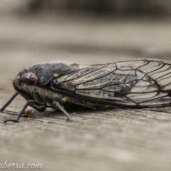 Psaltoda moerens (Redeye cicada) at Hughes, ACT - 11 Dec 2019 by BIrdsinCanberra