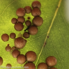 Schedotrioza sp. (genus) (A gall forming psyllid) at ANU Kingsley Precinct - 8 Dec 2019 by BIrdsinCanberra