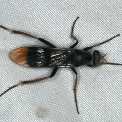 Ectinorhynchus superbus (A Stiletto Fly) at Rosedale, NSW - 16 Nov 2019 by jb2602