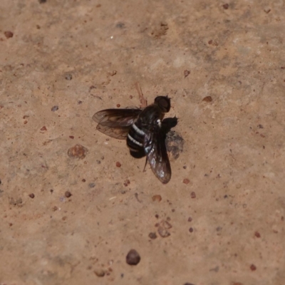 Villa sp. (genus) (Unidentified Villa bee fly) at Majura, ACT - 14 Dec 2019 by DPRees125
