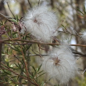 Clematis leptophylla at Paddys River, ACT - 13 Dec 2019 11:41 AM