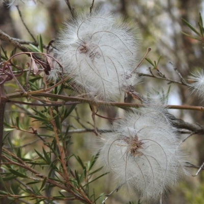 Clematis leptophylla (Small-leaf Clematis, Old Man's Beard) at Tidbinbilla Nature Reserve - 13 Dec 2019 by JohnBundock