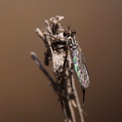 Cerdistus sp. (genus) (Yellow Slender Robber Fly) at Majura, ACT - 14 Dec 2019 by DPRees125