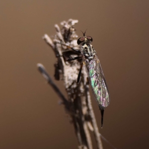 Cerdistus sp. (genus) at Majura, ACT - 14 Dec 2019 11:38 AM