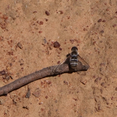 Villa sp. (genus) (Unidentified Villa bee fly) at Mount Ainslie - 14 Dec 2019 by DPRees125