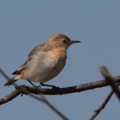 Epthianura tricolor (Crimson Chat) at Macgregor, ACT - 14 Dec 2019 by rawshorty
