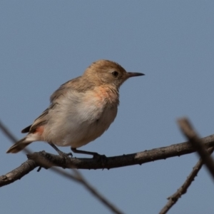 Epthianura tricolor at Macgregor, ACT - 14 Dec 2019