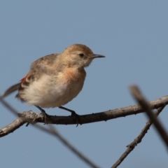 Epthianura tricolor at Macgregor, ACT - 14 Dec 2019 10:25 AM