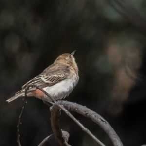 Epthianura tricolor at Macgregor, ACT - 14 Dec 2019 10:25 AM