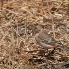 Epthianura tricolor at Macgregor, ACT - 14 Dec 2019