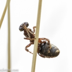 Thynninae (subfamily) (Smooth flower wasp) at Australian National University - 8 Dec 2019 by BIrdsinCanberra