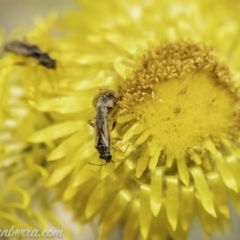 Nysius vinitor (Rutherglen bug) at Acton, ACT - 8 Dec 2019 by JonSteinbeck