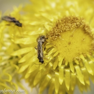 Nysius vinitor (Rutherglen bug) at Acton, ACT - 8 Dec 2019 by BIrdsinCanberra