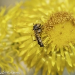 Nysius vinitor at Acton, ACT - 8 Dec 2019 11:33 AM