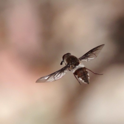 Trichophthalma costalis (Tangle-vein fly) at Acton, ACT - 11 Dec 2019 by DPRees125