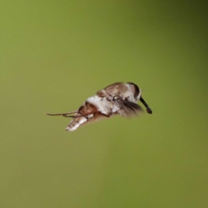 Trichophthalma costalis at Acton, ACT - 11 Dec 2019 12:24 PM