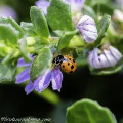 Hippodamia variegata (Spotted Amber Ladybird) at ANU Kingsley Precinct - 8 Dec 2019 by BIrdsinCanberra