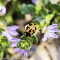 Coccinella transversalis (Transverse Ladybird) at Acton, ACT - 8 Dec 2019 by JonSteinbeck