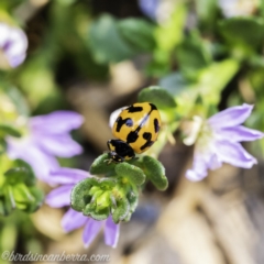 Coccinella transversalis (Transverse Ladybird) at ANU Kingsley Precinct - 8 Dec 2019 by BIrdsinCanberra