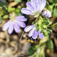 Coccinella transversalis at Acton, ACT - 8 Dec 2019 11:38 AM