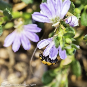 Coccinella transversalis at Acton, ACT - 8 Dec 2019 11:38 AM