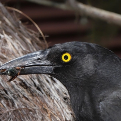 Strepera graculina (Pied Currawong) at Acton, ACT - 14 Dec 2019 by Tim L