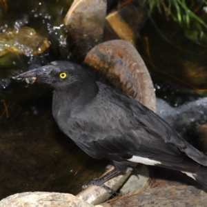 Strepera graculina at Acton, ACT - 14 Dec 2019