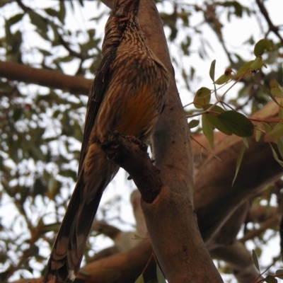 Anthochaera carunculata (Red Wattlebird) at Aranda, ACT - 9 Dec 2019 by KMcCue