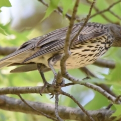 Oriolus sagittatus (Olive-backed Oriole) at University of Canberra - 13 Dec 2019 by Thurstan