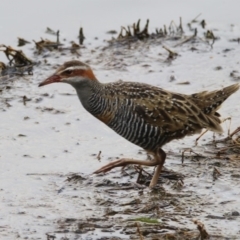 Gallirallus philippensis (Buff-banded Rail) at Fyshwick, ACT - 12 Dec 2019 by RodDeb