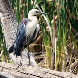 Ardea pacifica at Fyshwick, ACT - 13 Dec 2019 10:48 AM