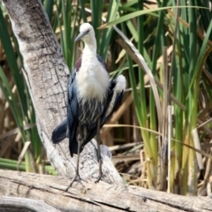 Ardea pacifica at Fyshwick, ACT - 13 Dec 2019 10:48 AM