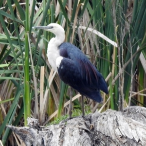 Ardea pacifica at Fyshwick, ACT - 13 Dec 2019 10:48 AM