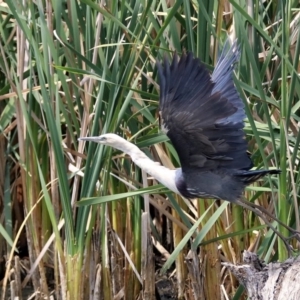 Ardea pacifica at Fyshwick, ACT - 13 Dec 2019 10:48 AM