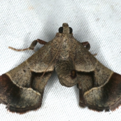 Gauna aegusalis (Pyraline moth) at Rosedale, NSW - 16 Nov 2019 by jbromilow50