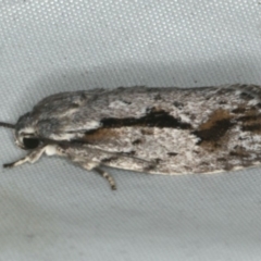 Agriophara discobola (A Gelechioid moth) at Rosedale, NSW - 16 Nov 2019 by jb2602