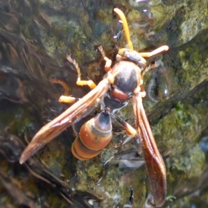 Polistes (Polistella) humilis at Aranda, ACT - 17 Feb 2015