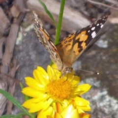 Vanessa kershawi (Australian Painted Lady) at Aranda, ACT - 22 Nov 2015 by JanetRussell